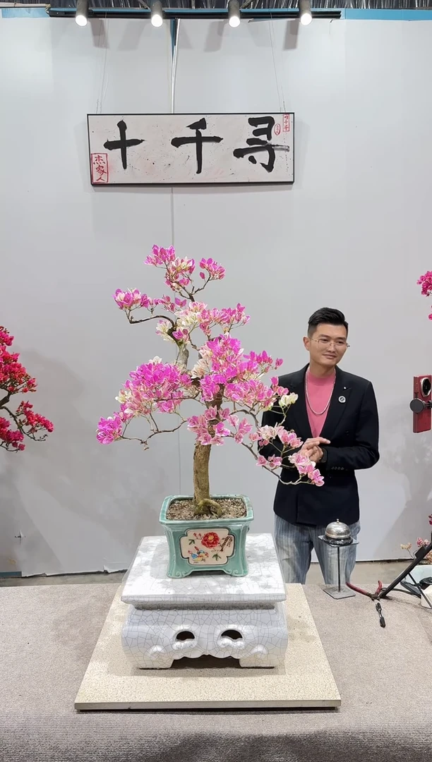 完全开放漳红缨三角梅