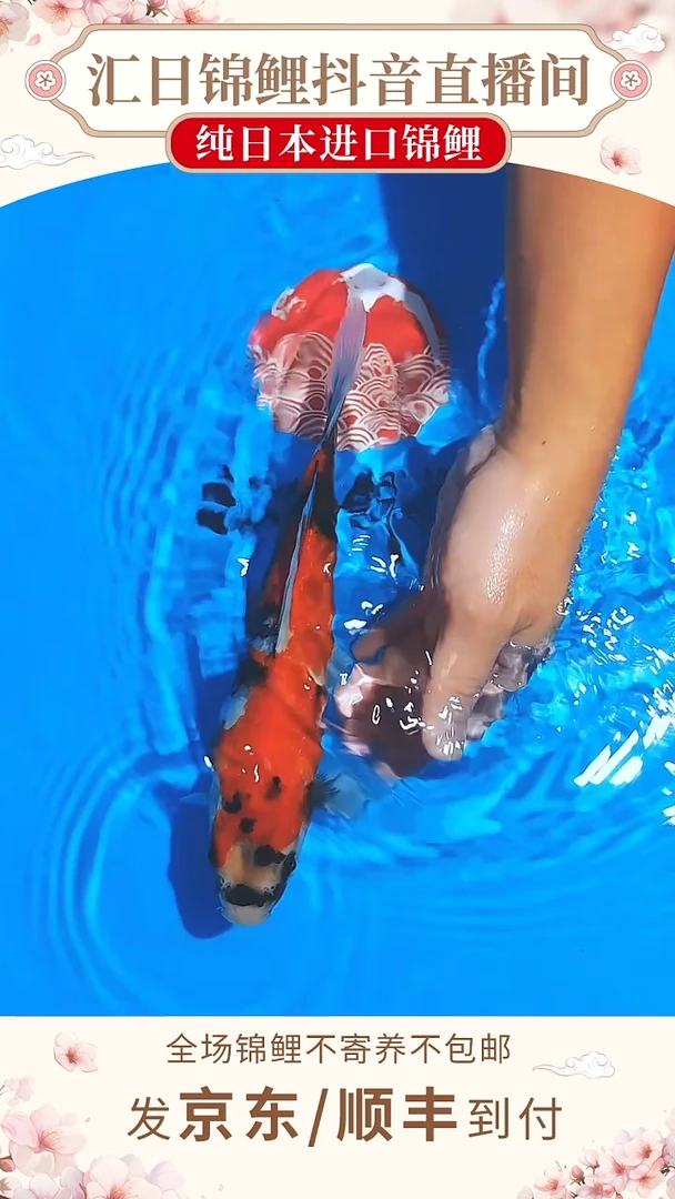 锦鲤伊佐昭和--B02 （京东/顺丰到付）