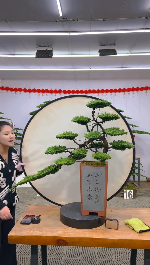 【闪购商品】盆景1