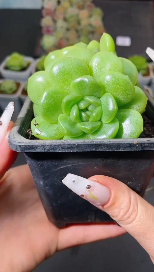 452绿菜一物一拍