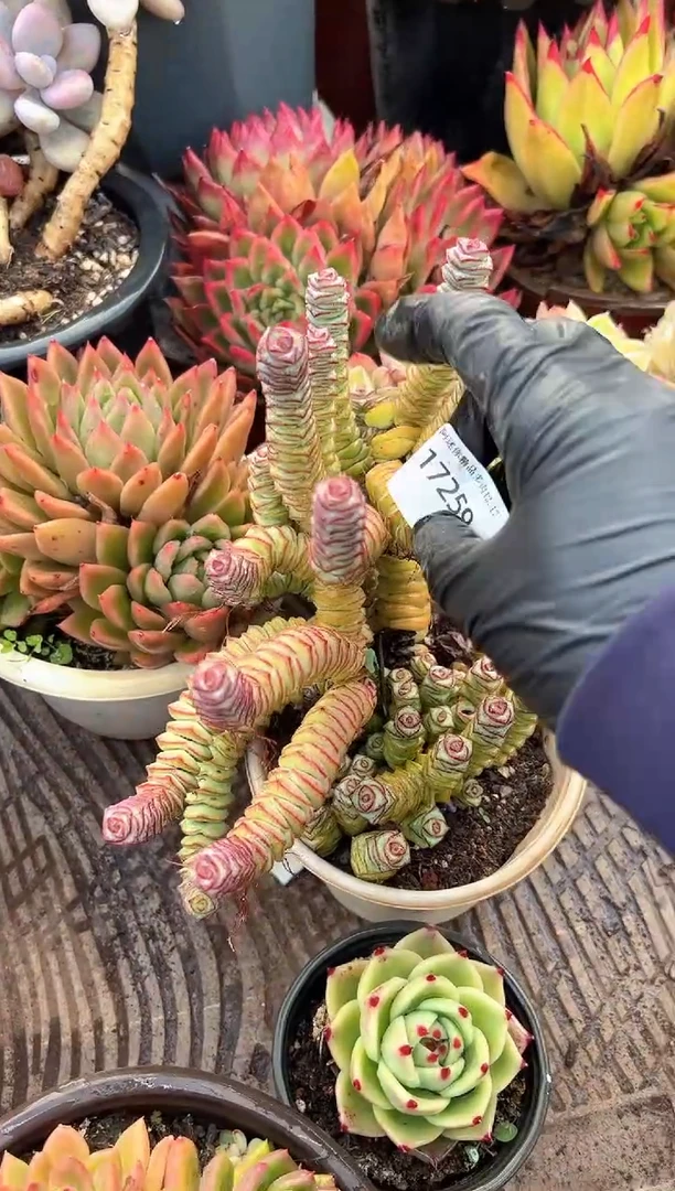 时**好多肉植物一物一拍17259
