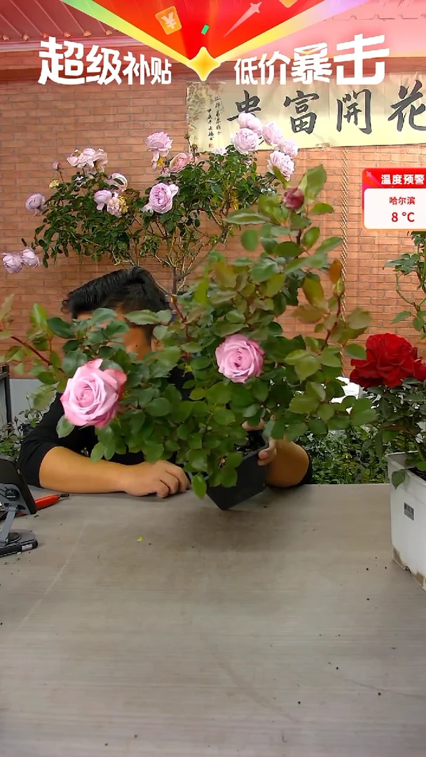 当前无花朵，栽培后可花朵玛丽蒂姆