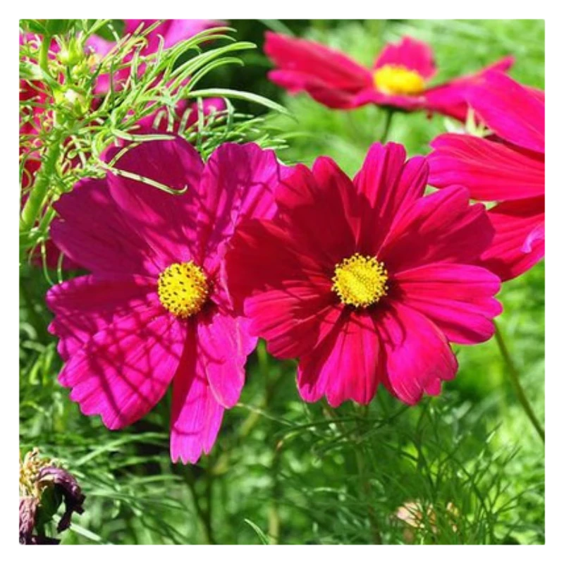 玫红波斯菊，格桑花，秋英