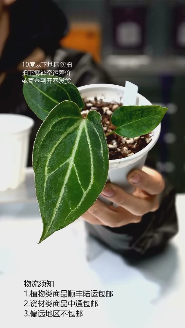 完全开放HU KOS 01