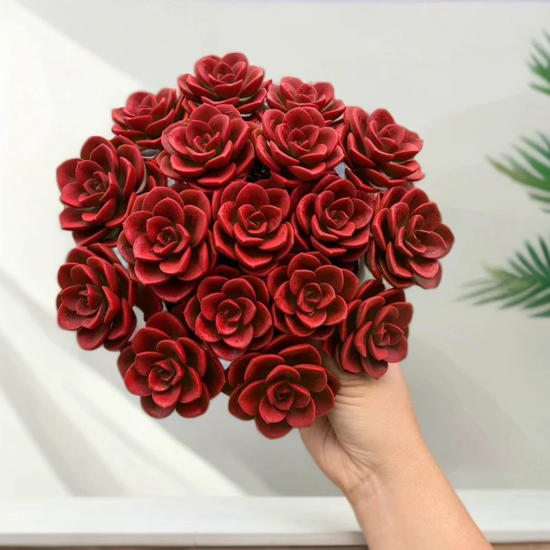 【大盆巧克力玫瑰】多肉带盆土好养活喜阳光适合室内外养殖