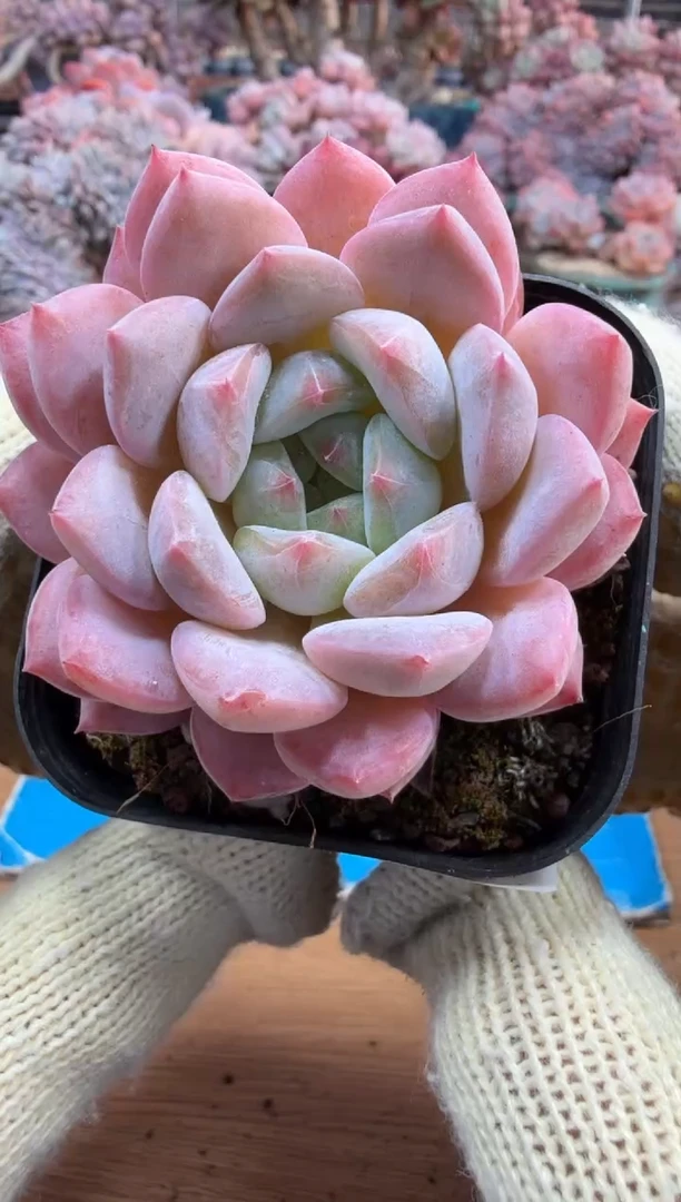 东云多肉园三号店-149