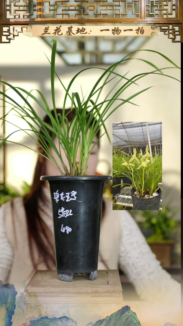 全部花苞碧龙玉素带花苞