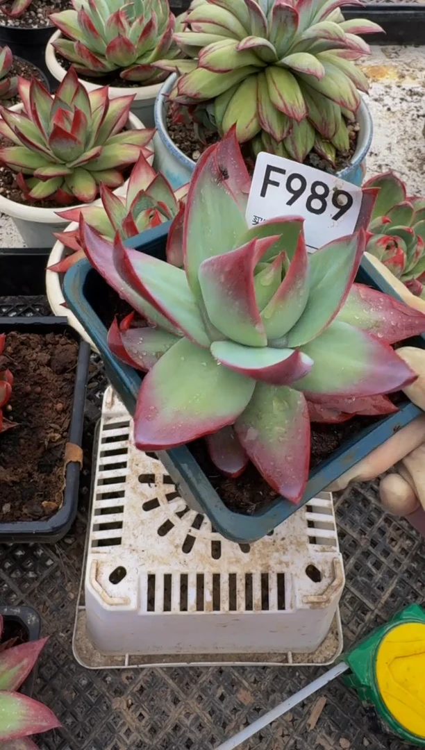 F989惊鸿仙子（裸根发货）