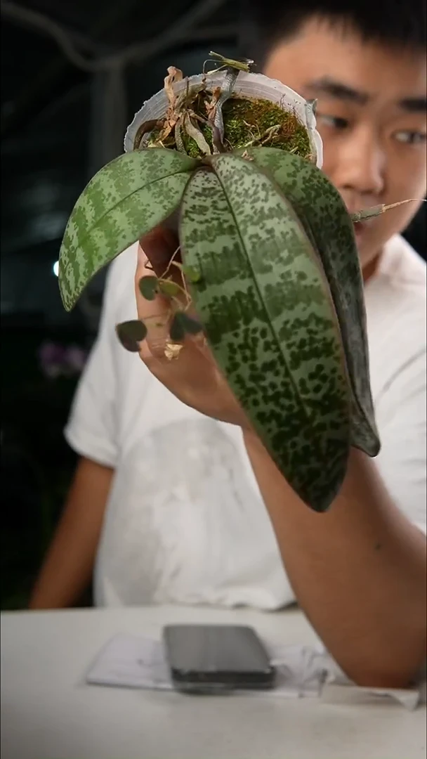 当前无花朵，栽培后可花朵盲盒西（2.5）