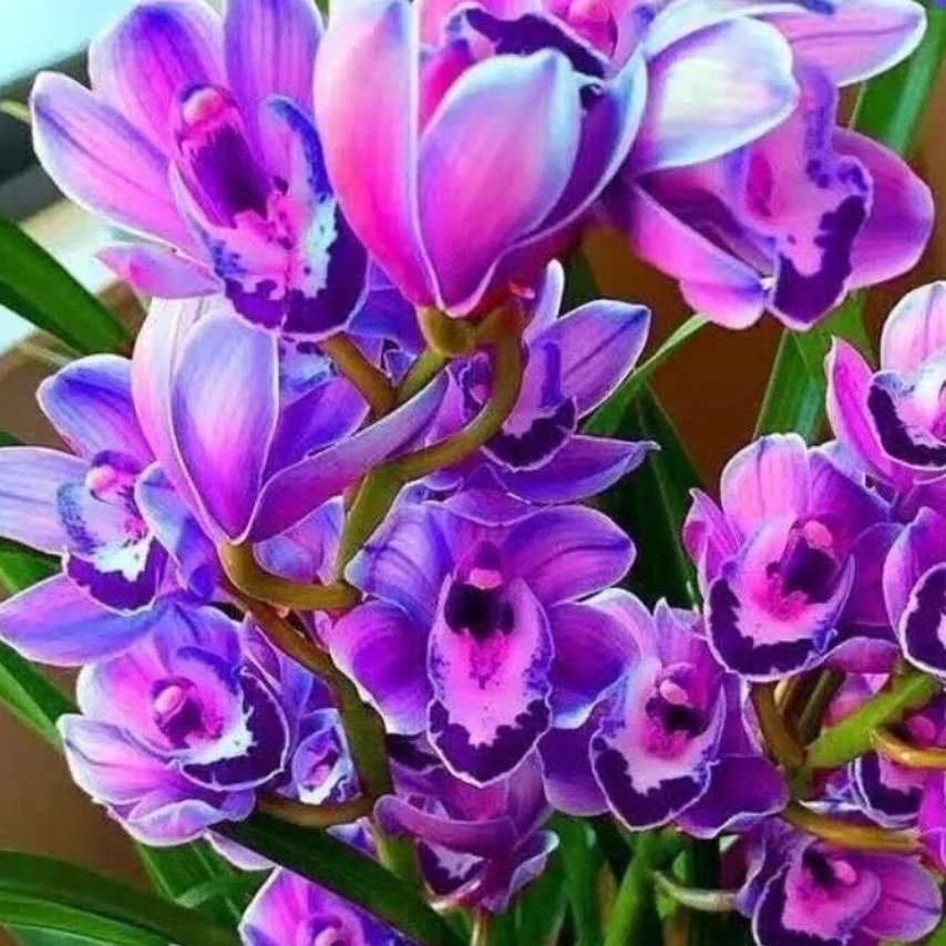 紫罗兰桃金娘紫云英兰花室内青苗不带花好养室内兰花兰花草