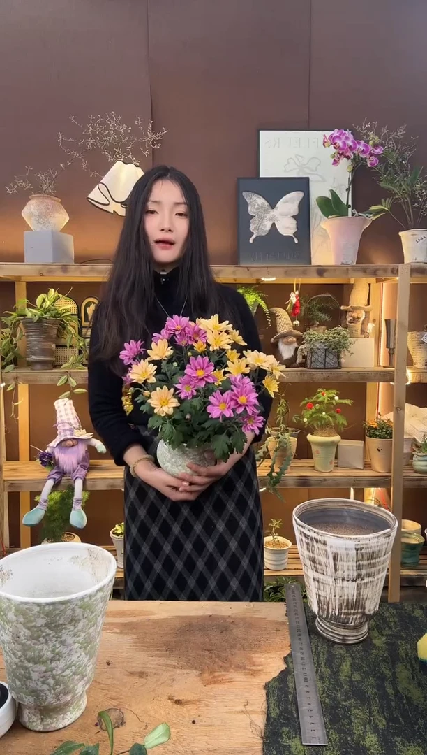 无花朵小菊育苗盆169