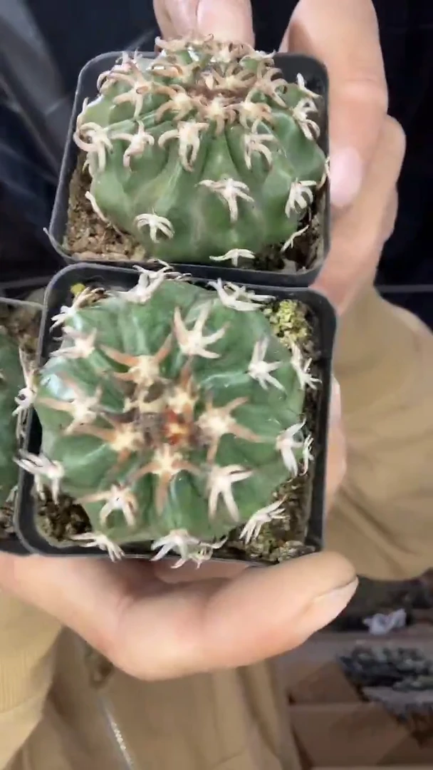 实生猫爪圆盘玉39.99