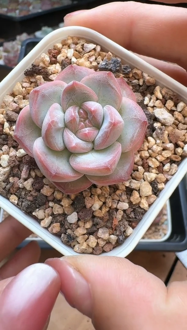 筐23珍妮杂交多肉 花卉植物08