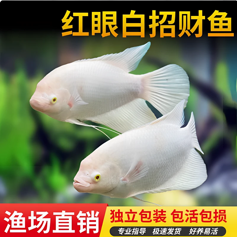 红眼招财黑眼招财红尾黑招财中大型淡水热带观赏鱼活体白招财鱼