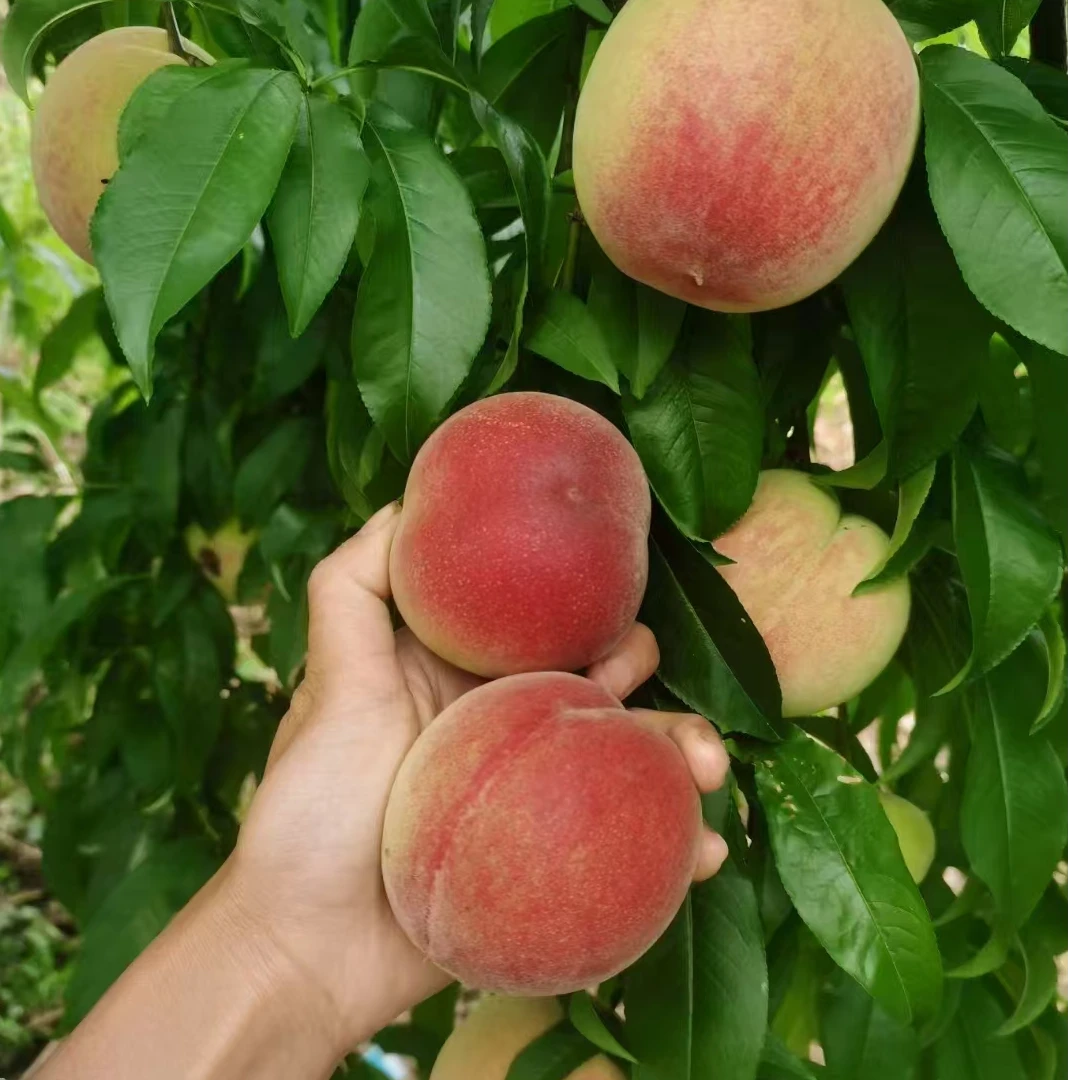 顺丰发货贵州五月桃（甜脆）罗甸县五家坟五月桃中大果