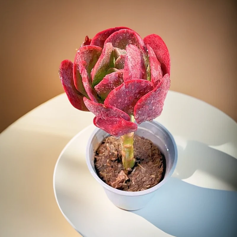 大唐玫瑰多肉 时宜花卉 新手好养 单头 脱土发货 2单包邮