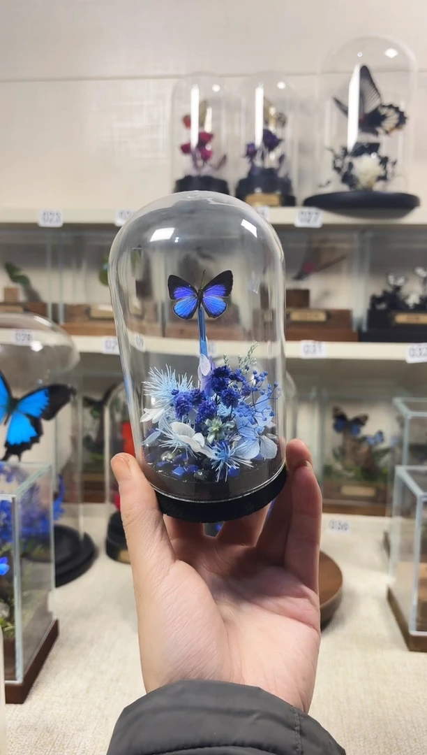 真实的大自然蝴蝶标本