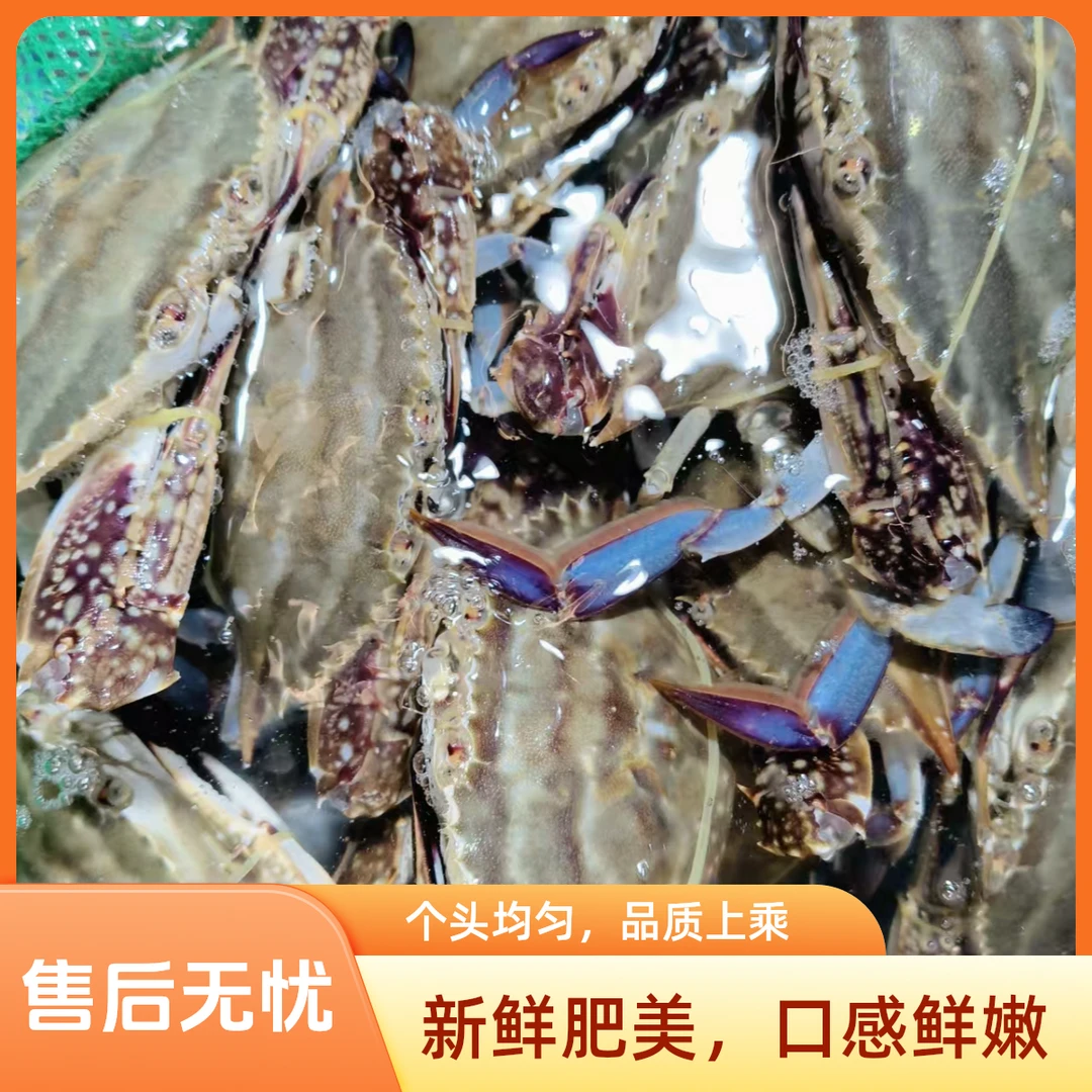 鲜活发货/【保鲜不保活】/舟山/中国/海蟹（梭子蟹) 3斤装/2-4两左右/7-15只左右
