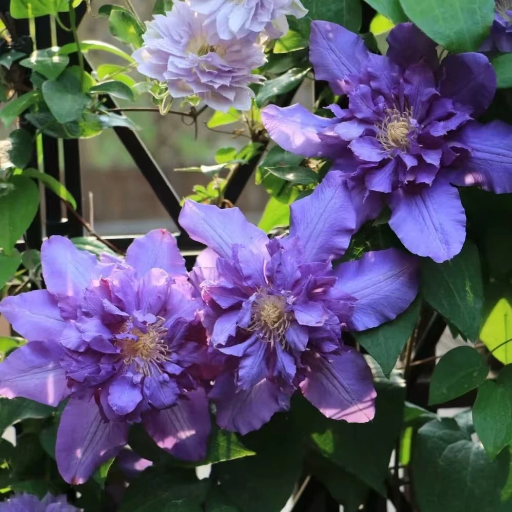 铁线莲   微安 二类轻剪 大花品种  全国可种