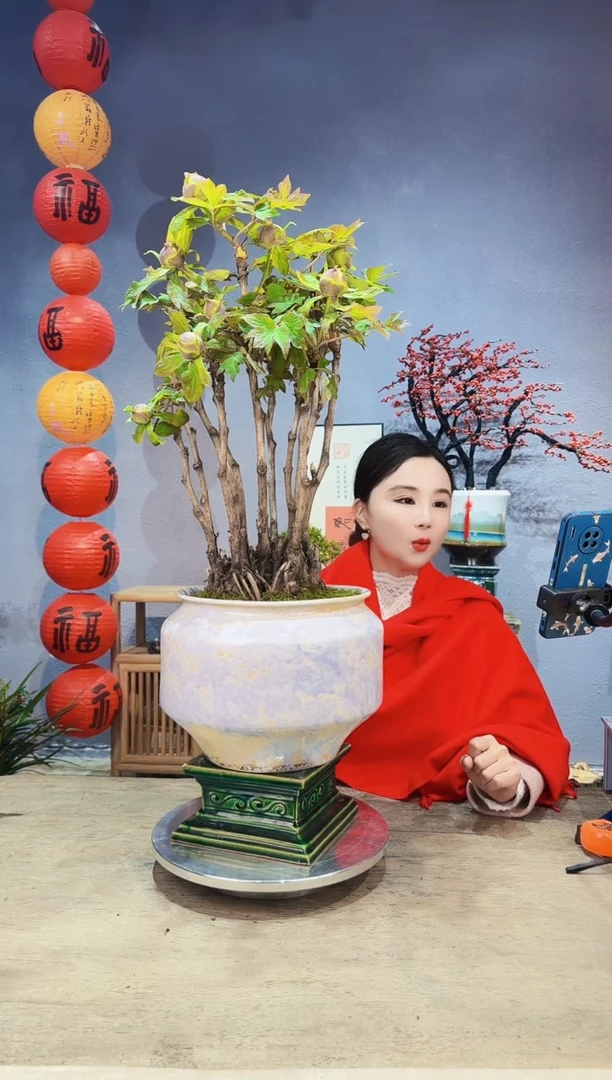 【闪购商品】盆景牡丹