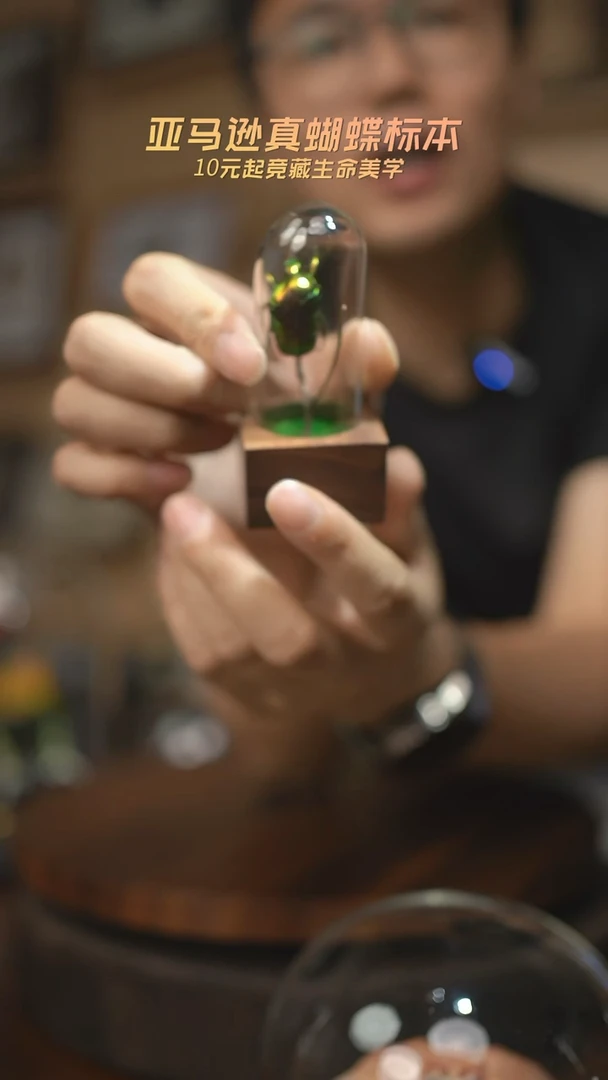 有机玻璃金花金龟树枝罩子