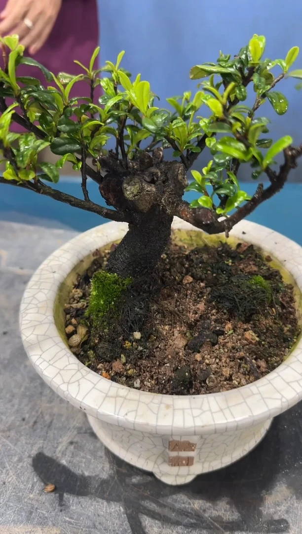 无花朵翠米茶翠米茶翠米茶翠米茶