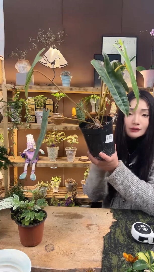 无花朵橘***子891橙炳育苗盆