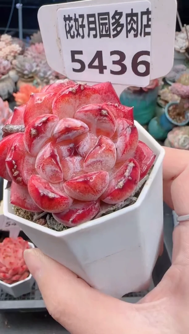 【闪购商品】5436.