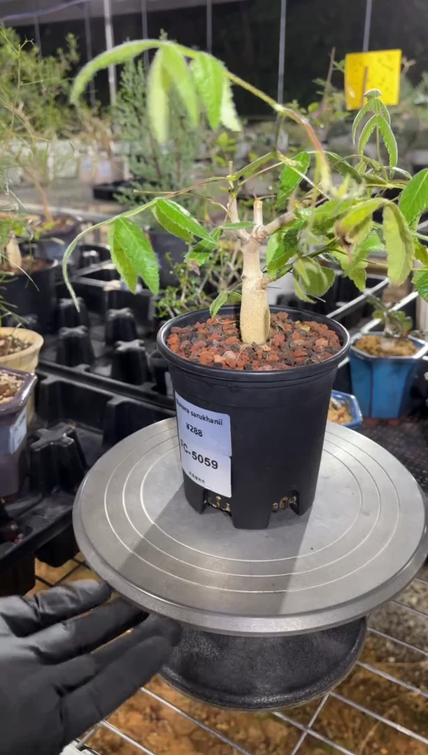 Bursera sarukhanii FC-5059