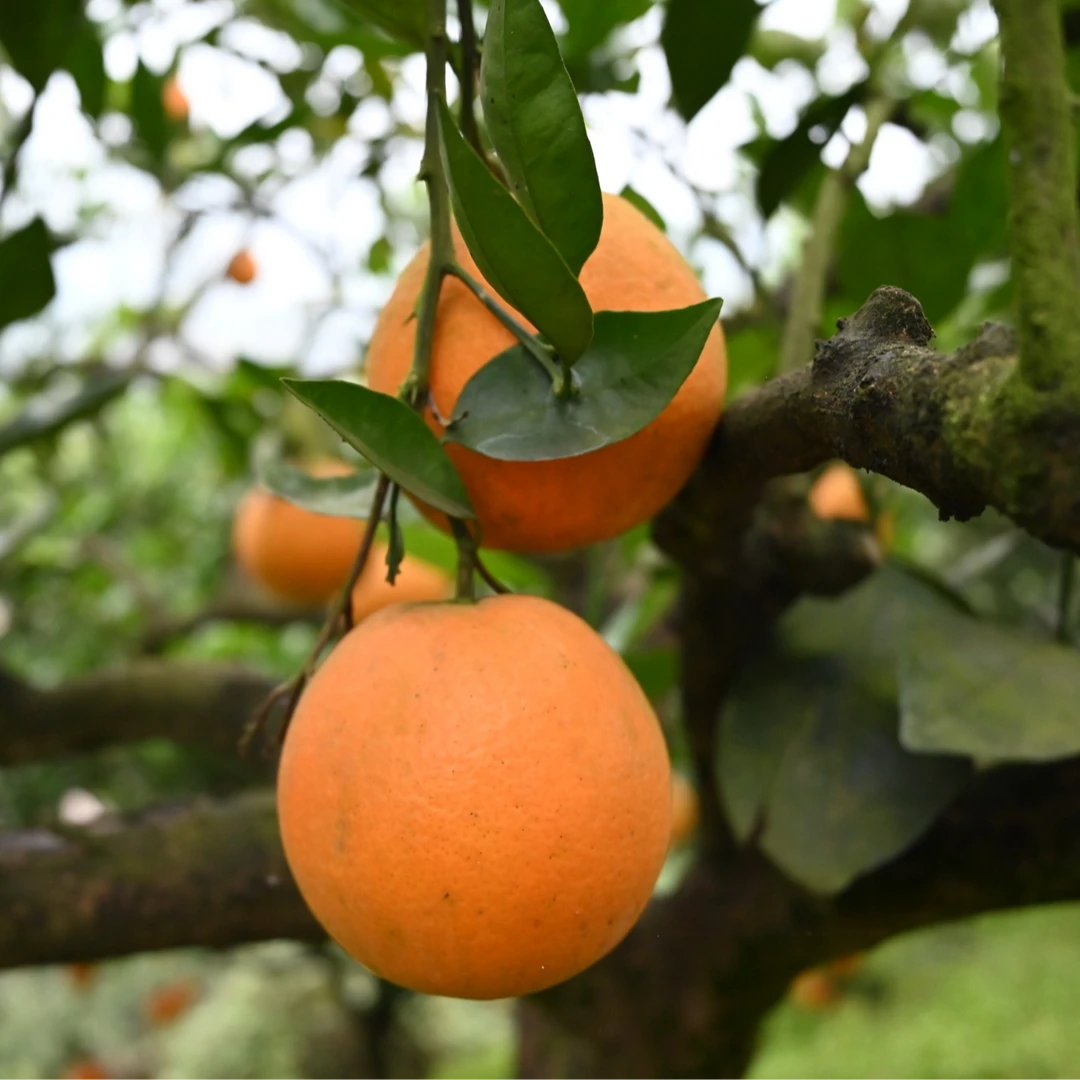 邻水滑滩纽荷尔脐橙甜橙孕妇宝宝可食用现摘不泡药不打蜡
