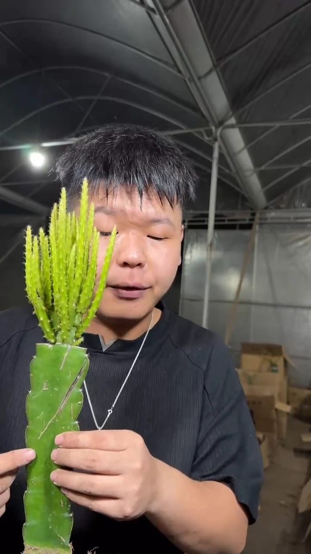 多头 鼠尾令箭【嫁接】