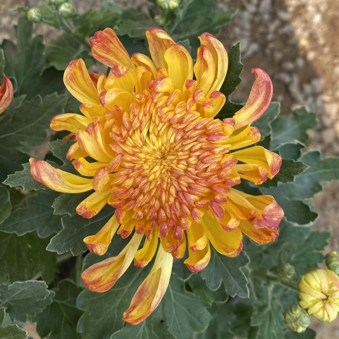 【花苞发货】[金绣球]九月菊花苗大型花好养护简单耐寒耐旱
