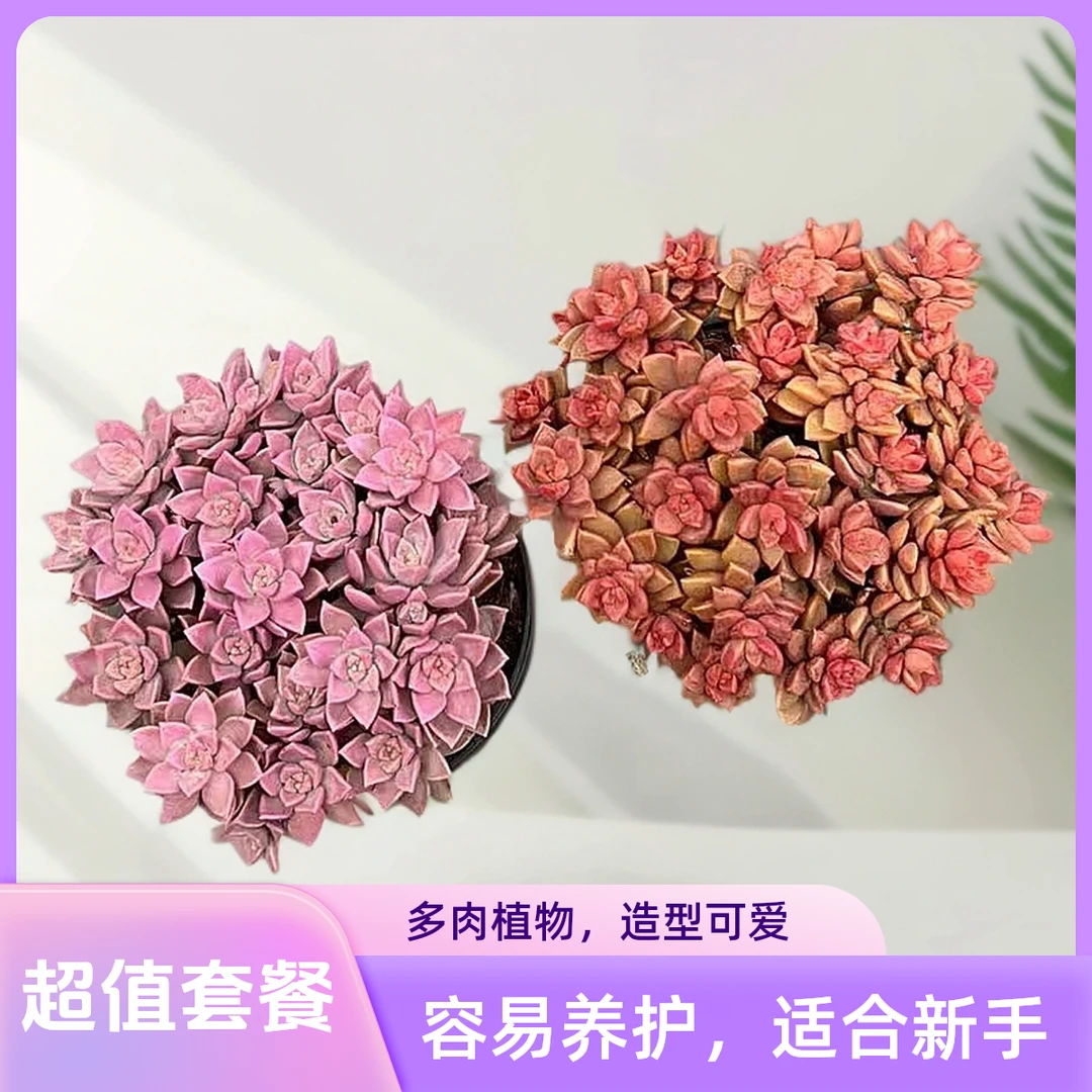 挚爱 套餐福利【姬胧月+阿伦培】多肉植物