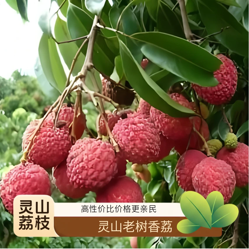 【顺丰京东包邮】灵山老树香荔肉质鲜美原产地直发 礼盒装