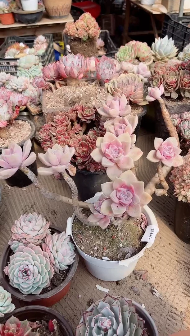 【闪购商品】12329