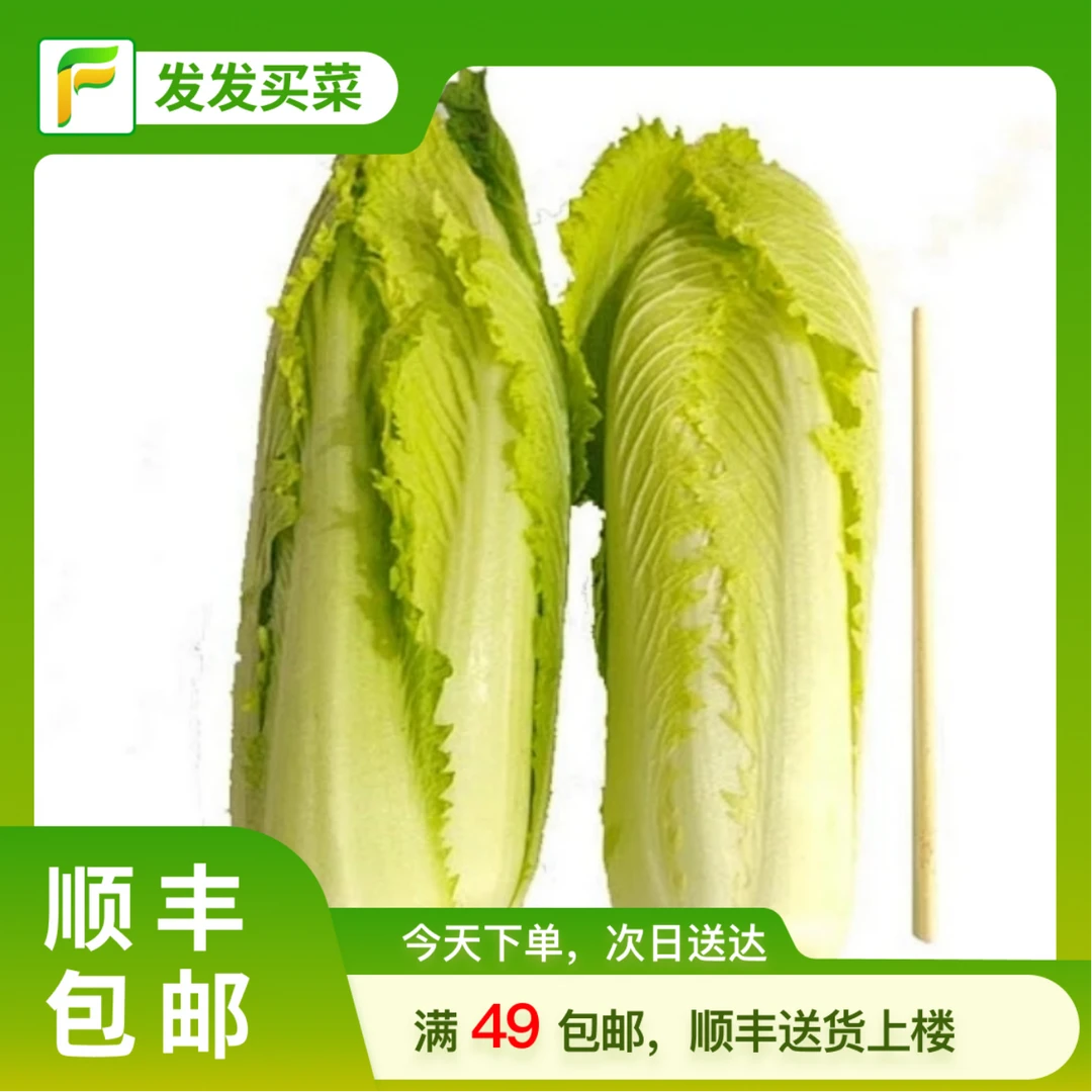 云南供港高山龙牙菜1-1.5斤/份(鲜脆好吃)蔬菜龙牙菜