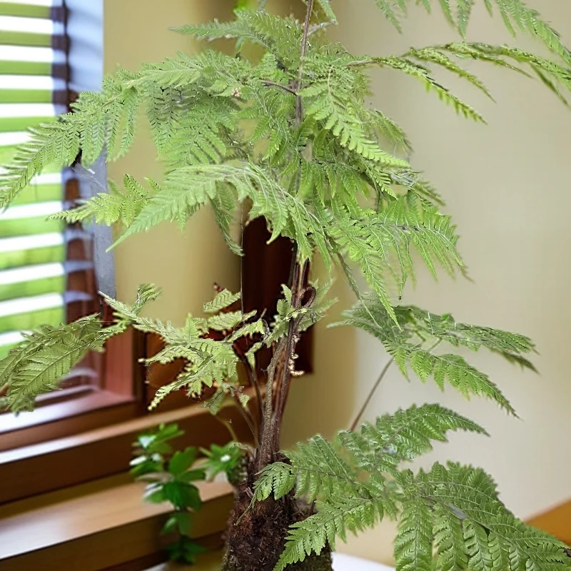 红鳞蕨室内绿植苔藓球水培款耐低温精美好养