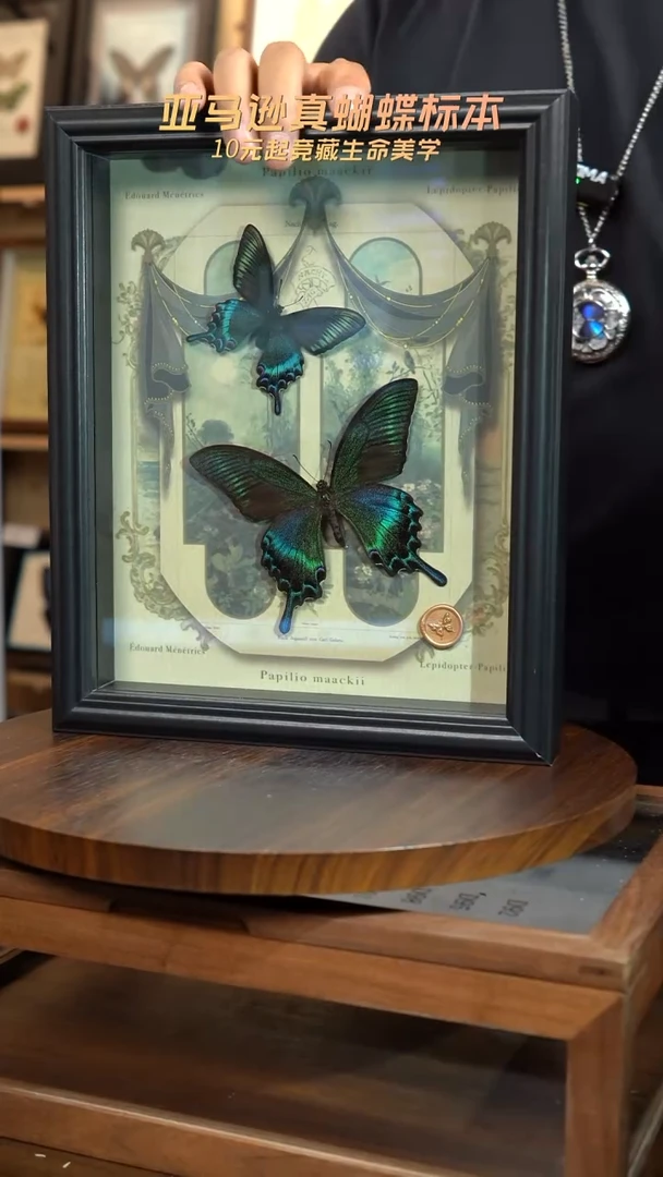 绿带翠凤蝶春夏型组合复古窗花款