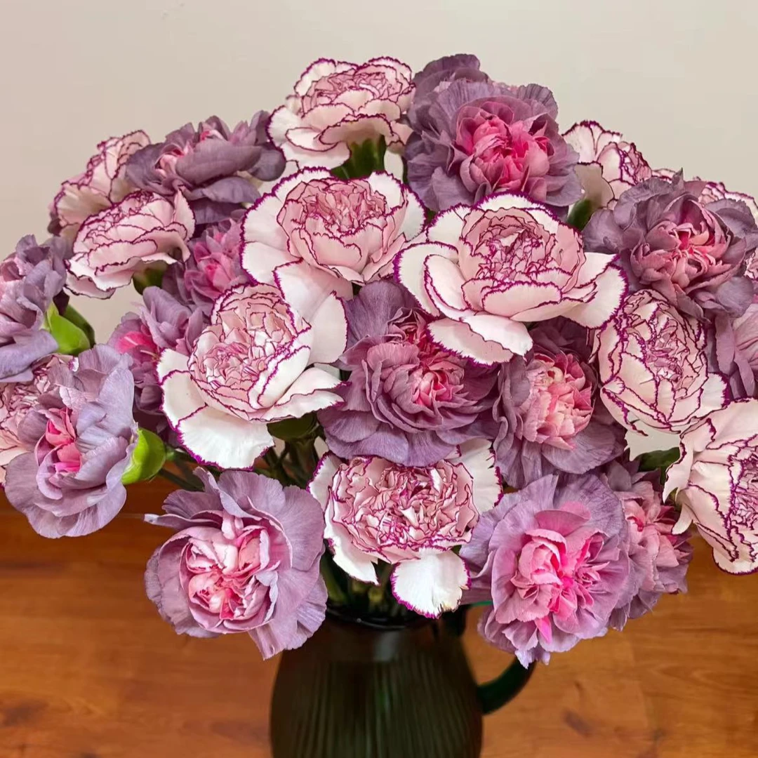 【一品花集】【野马+紫精灵】单头康乃馨