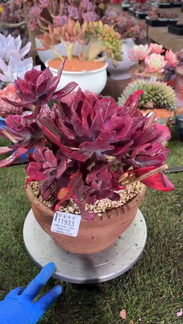 【闪购商品】11933