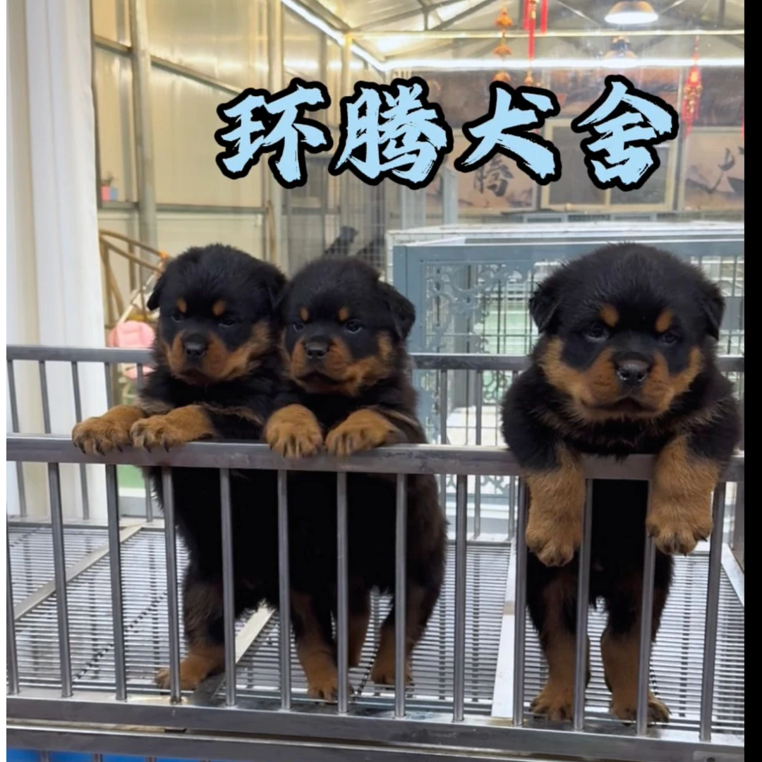 河北环腾犬舍罗威纳狗狗活体-夸特罗后代
