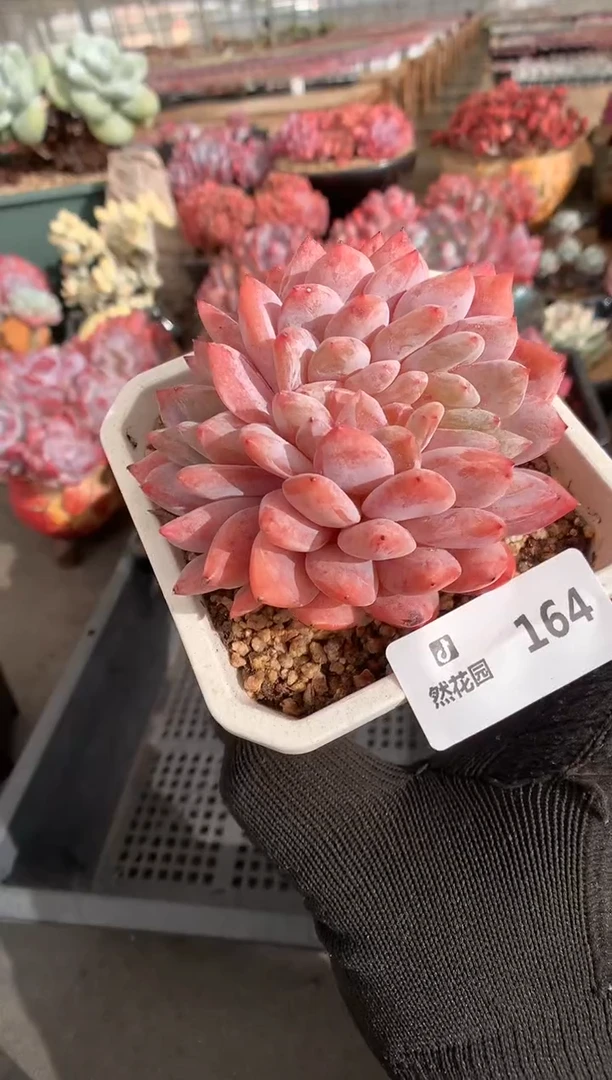 164雪天使缀一物一拍