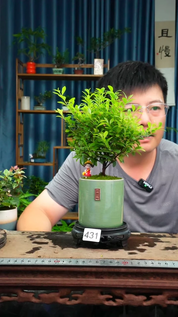 无花朵苔藓微景观431号