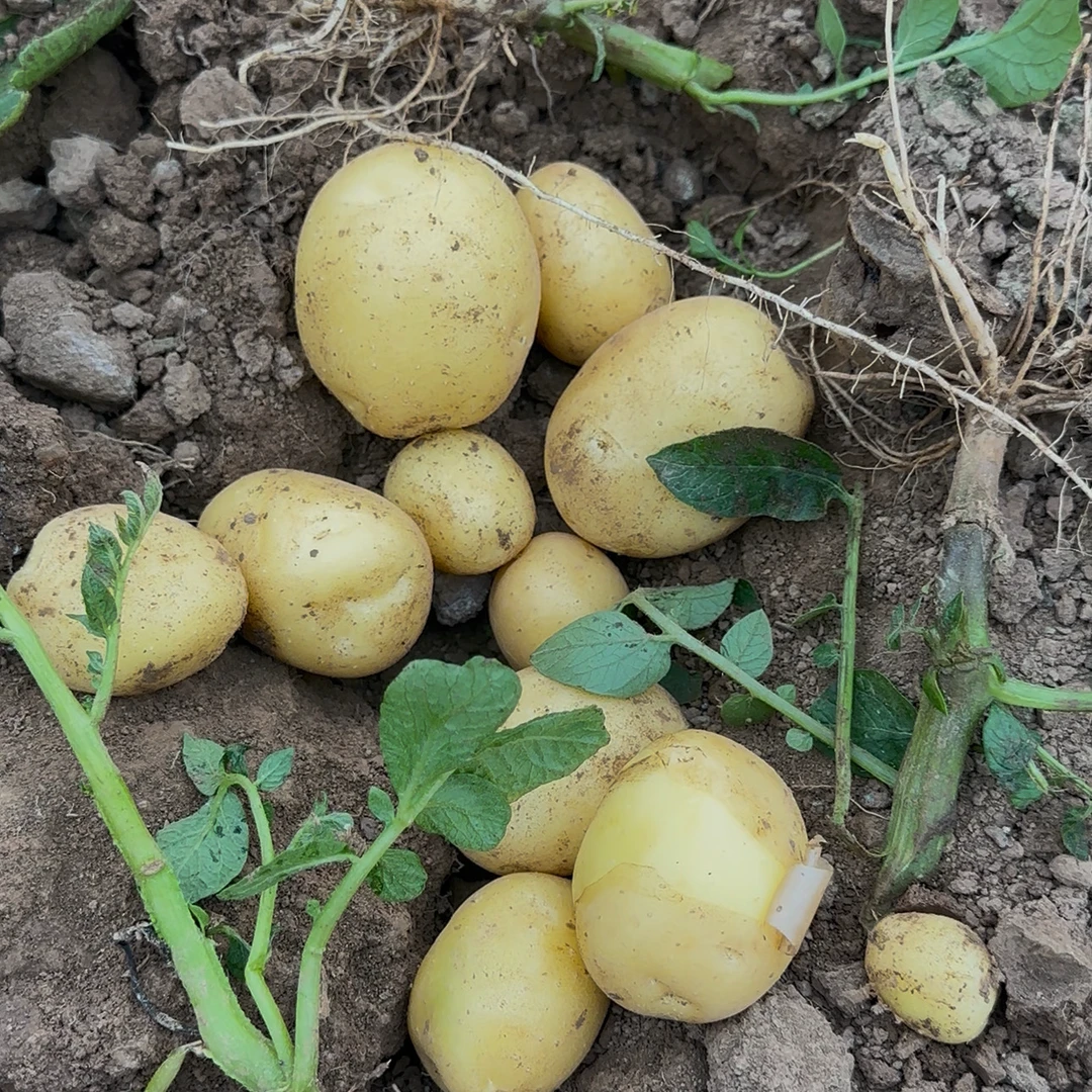 无品牌农家种植新鲜黄心土豆沙糯洋芋头现挖现发泡沫箱发货
