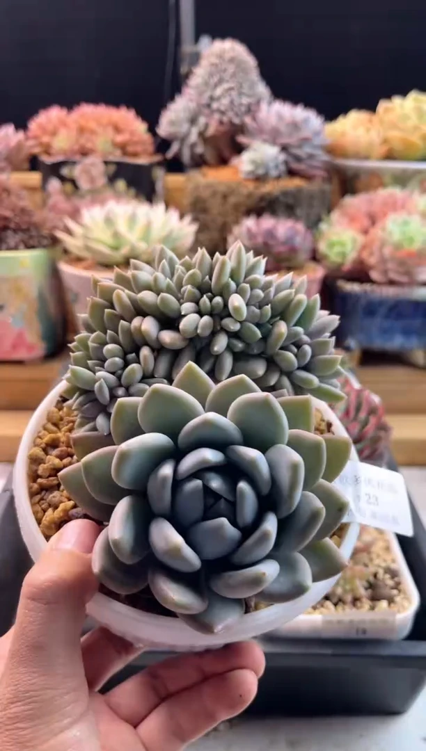 【闪购商品】1.17-23胖美人缀化