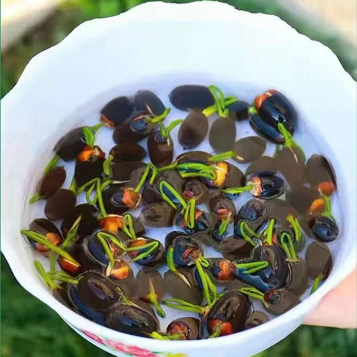 【新水培莲子】开口盆栽无土水培莲花四季开花水养睡莲荷花莲花