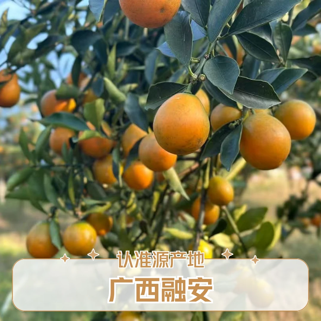 融安金桔第三代脆蜜金桔（3斤装）