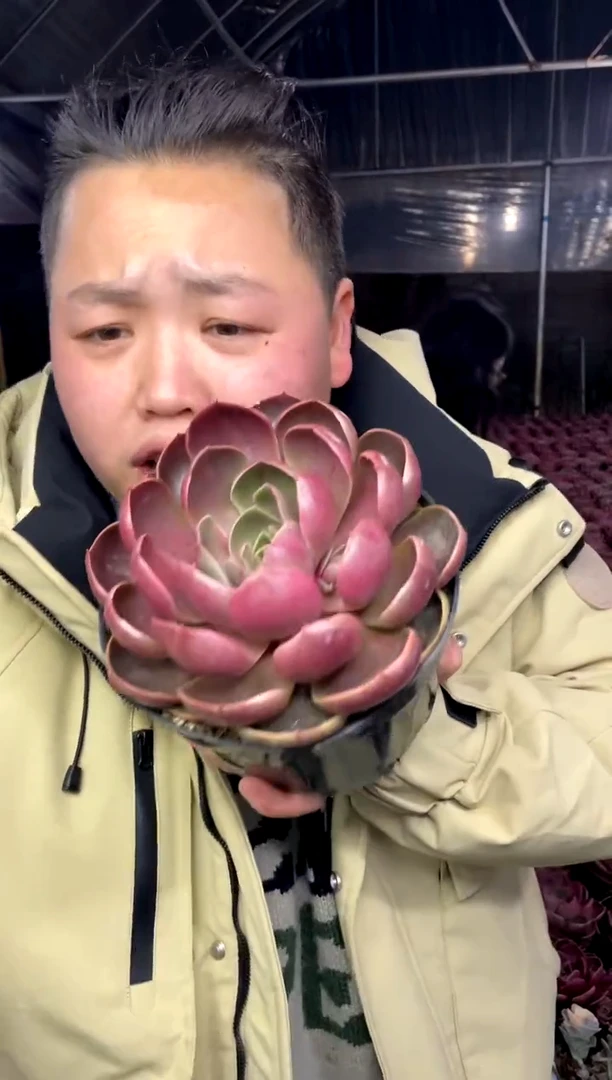 【闪购商品】2-大红灯带盆土9.99