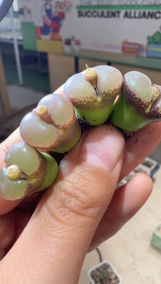 17-310多肉植物肉锥紫露一颗