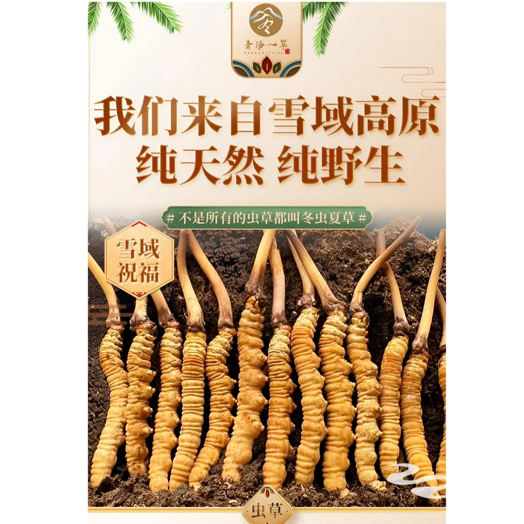 高海拔冬虫夏草